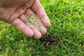 Can you plant grass seed on wet soil? check this out – plant grass seed before or after rain