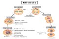 What is not a stage of mitosis? check this out – which of the following is not a stage of mitosis
