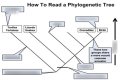 Which is the best definition of a phylogenetic tree quizlet? check this out – which is the best definition of a phylogenetic tree